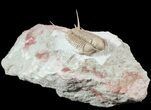 Spectacular Cyrtometopus Trilobite From Russia - (Clearance Price) #51332-2